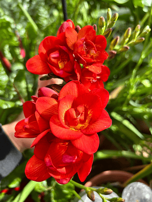 Cormo Fresia Doble Roja 5+