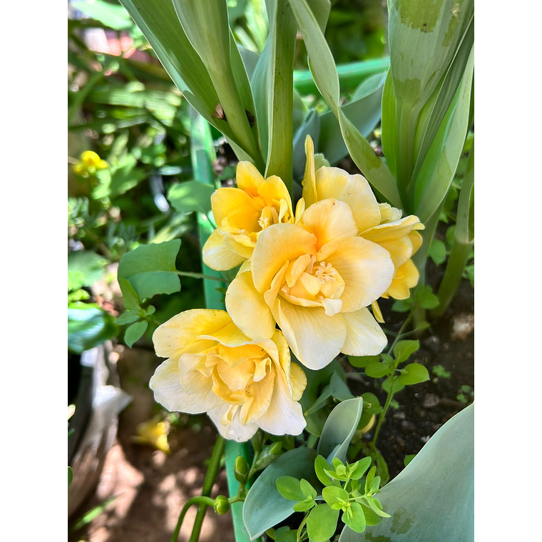 Cormo Fresia doble Amarilla 5+ 1