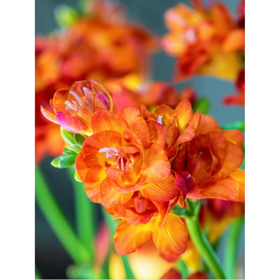 Cormo Fresia Doble Naranja 5+ 1