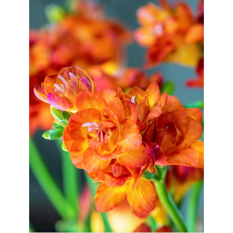 Cormo Fresia Doble Naranja 5+ 1