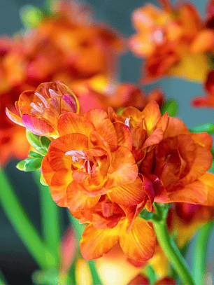 Cormo Fresia Doble Naranja 5+