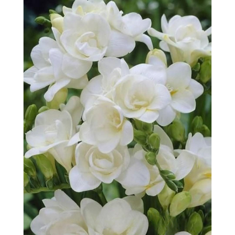 Cormo Fresia Doble Blanca 5+ 1