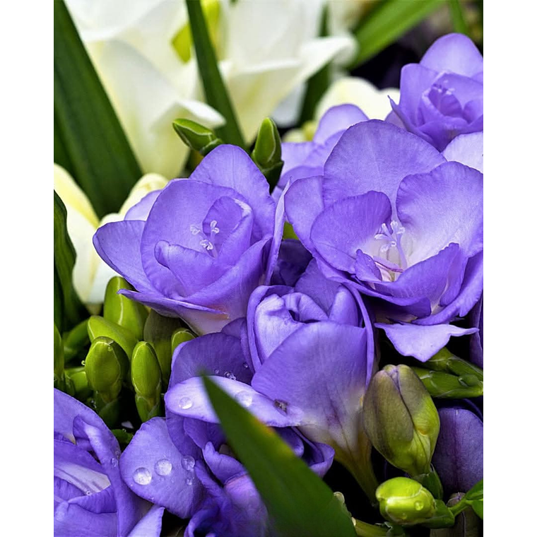 Cormo Fresia Doble Azul 5+ 1