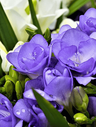 Cormo Fresia Doble Azul 5+