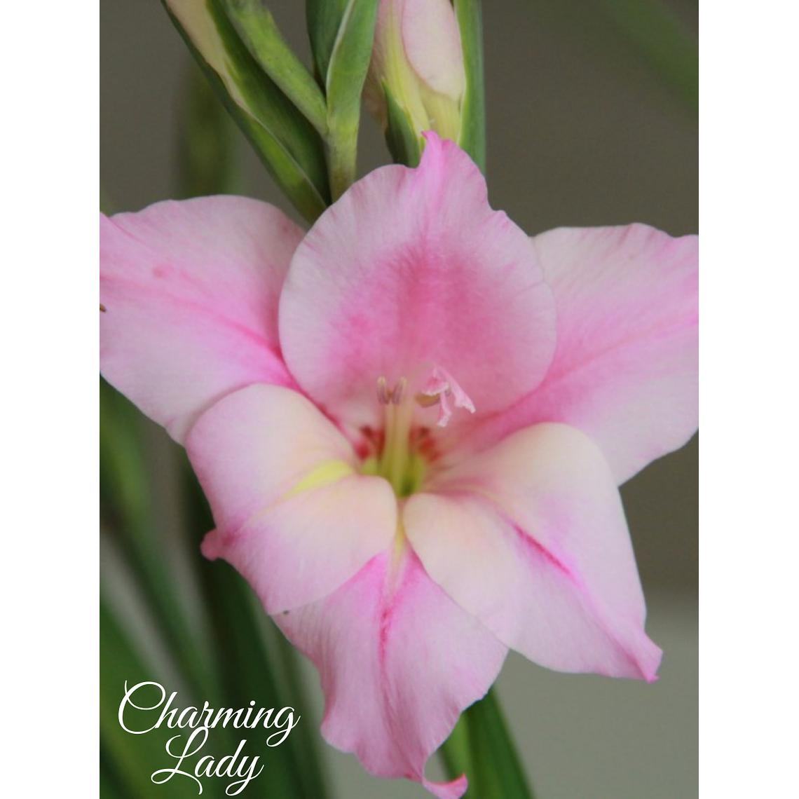 Cormo Gladiolillo Charming Lady 10+ 3