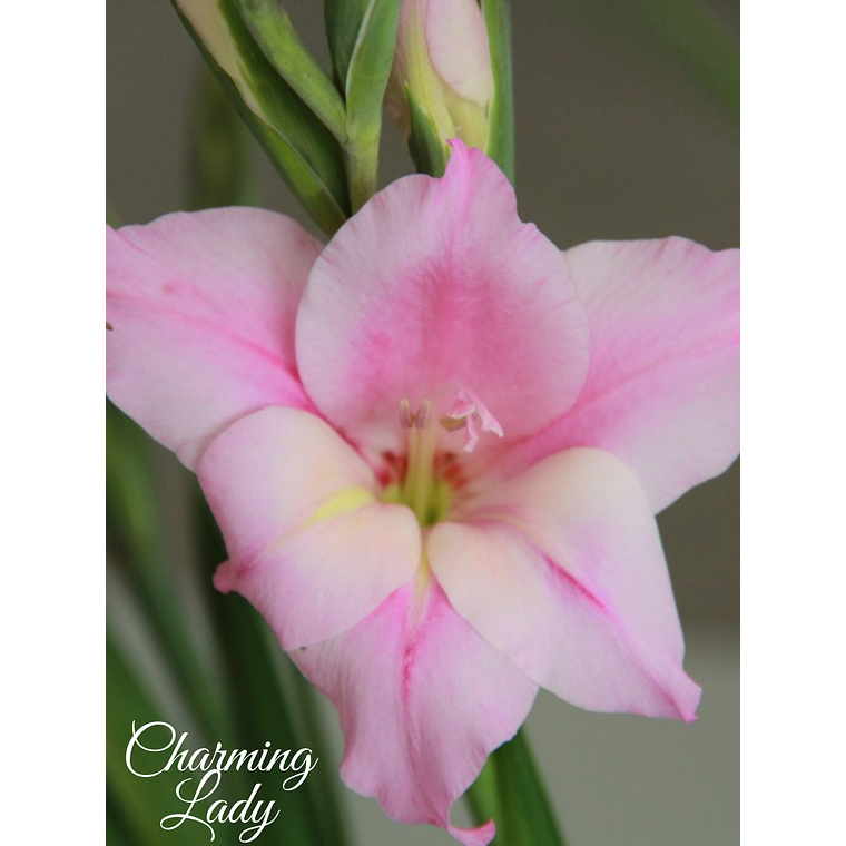 Cormo Gladiolillo Charming Lady 10+ 3