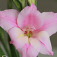 Cormo Gladiolillo Charming Lady 10+ - Miniatura 3