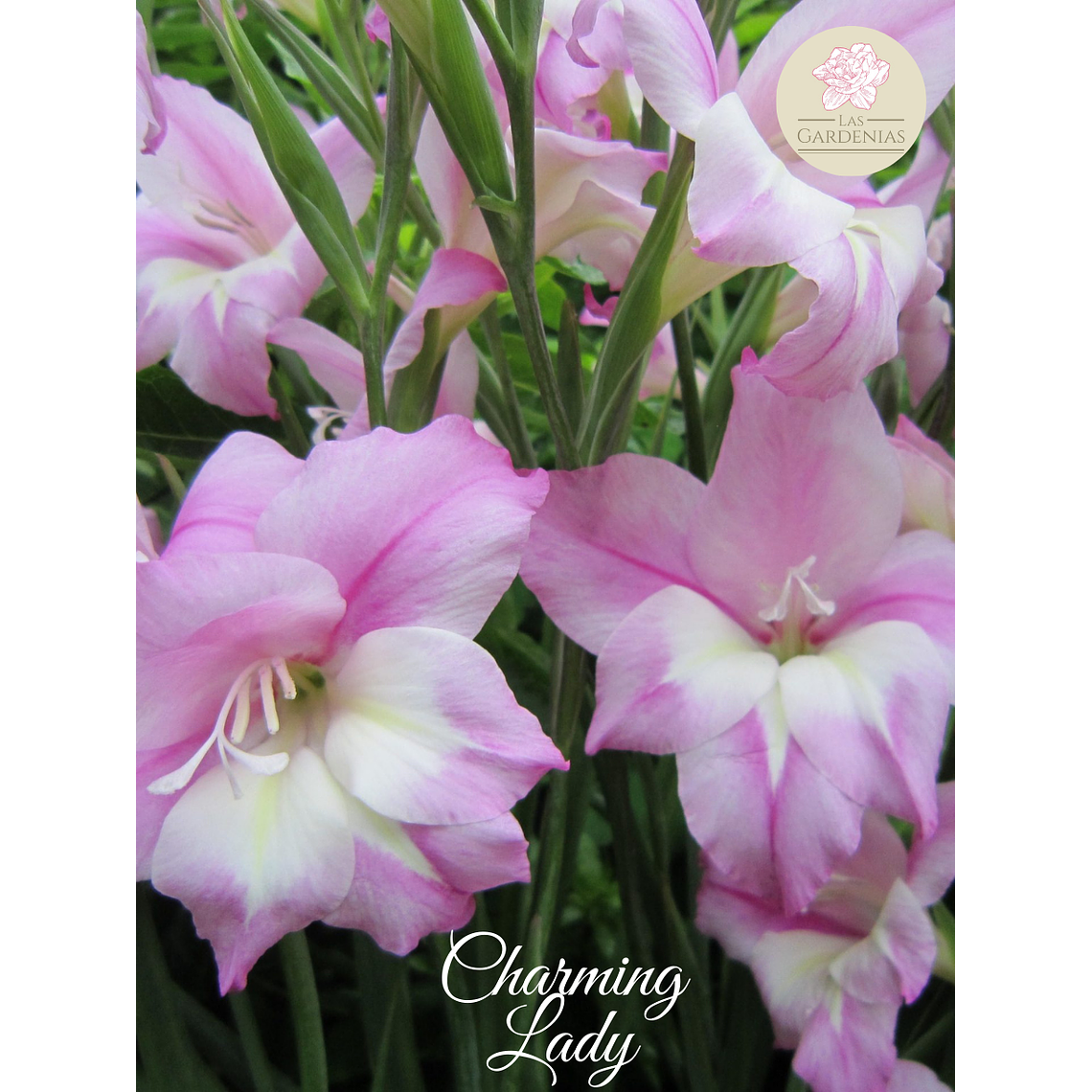 Cormo Gladiolillo Charming Lady 10+ 1