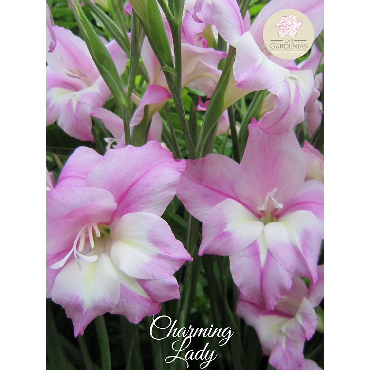 Cormo Gladiolillo Charming Lady 10+ 1