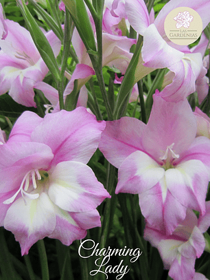 Cormo Gladiolillo Charming Lady 10+