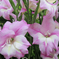 Cormo Gladiolillo Charming Lady 10+ - Miniatura 1
