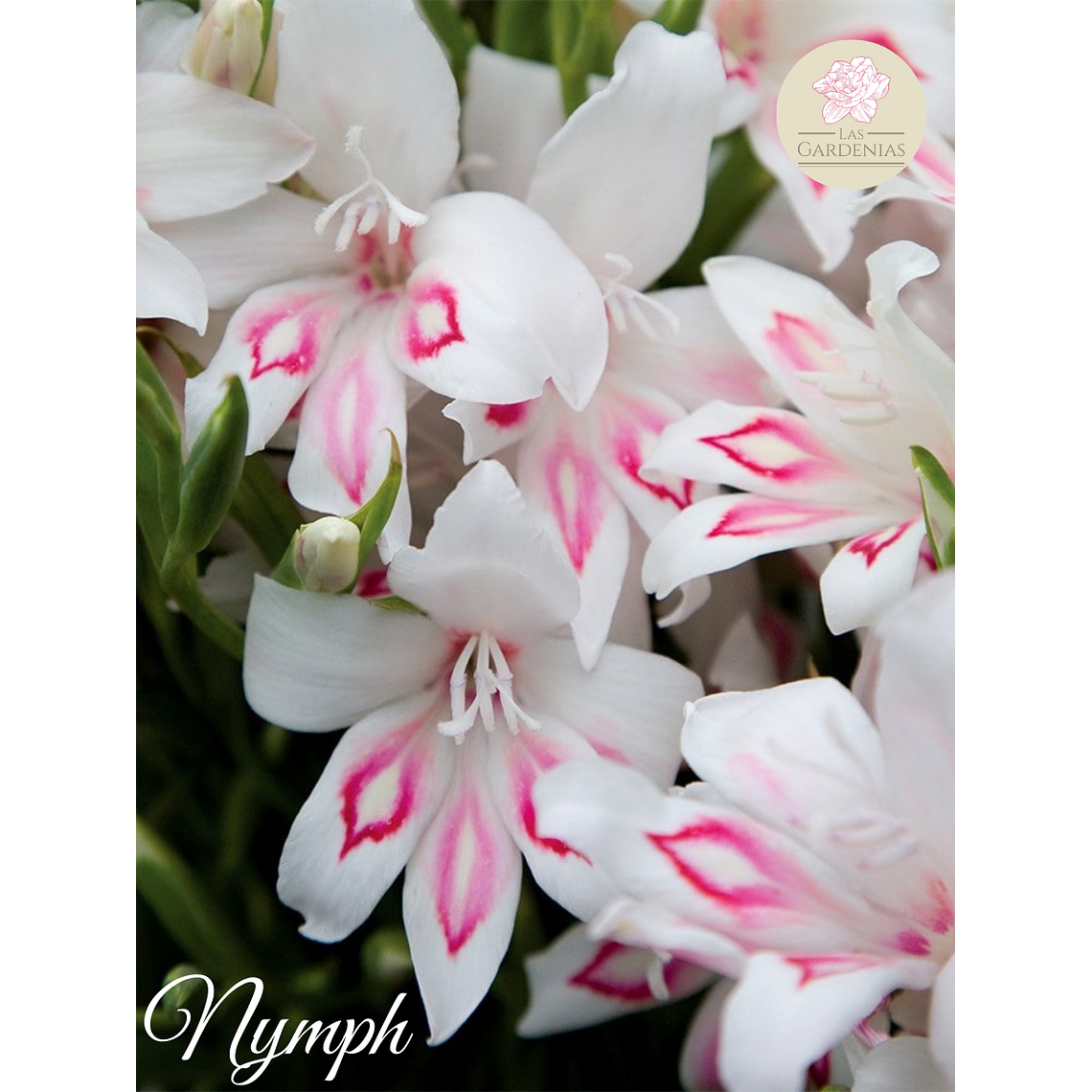 Cormo Gladiolillo Nymph 8/9 3