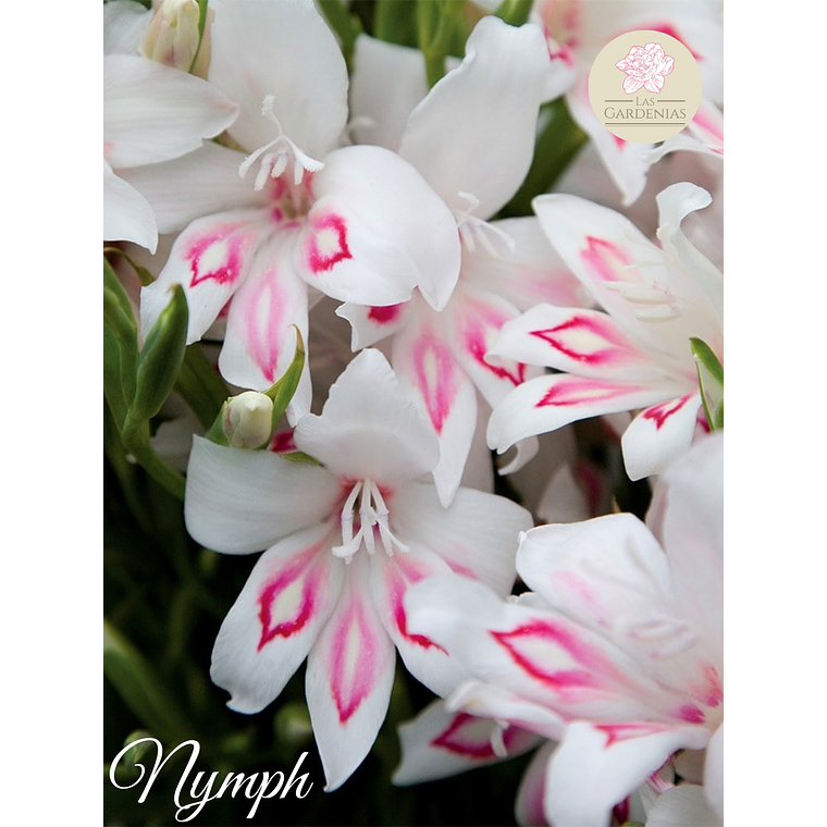 Cormo Gladiolillo Nymph 8/9 3