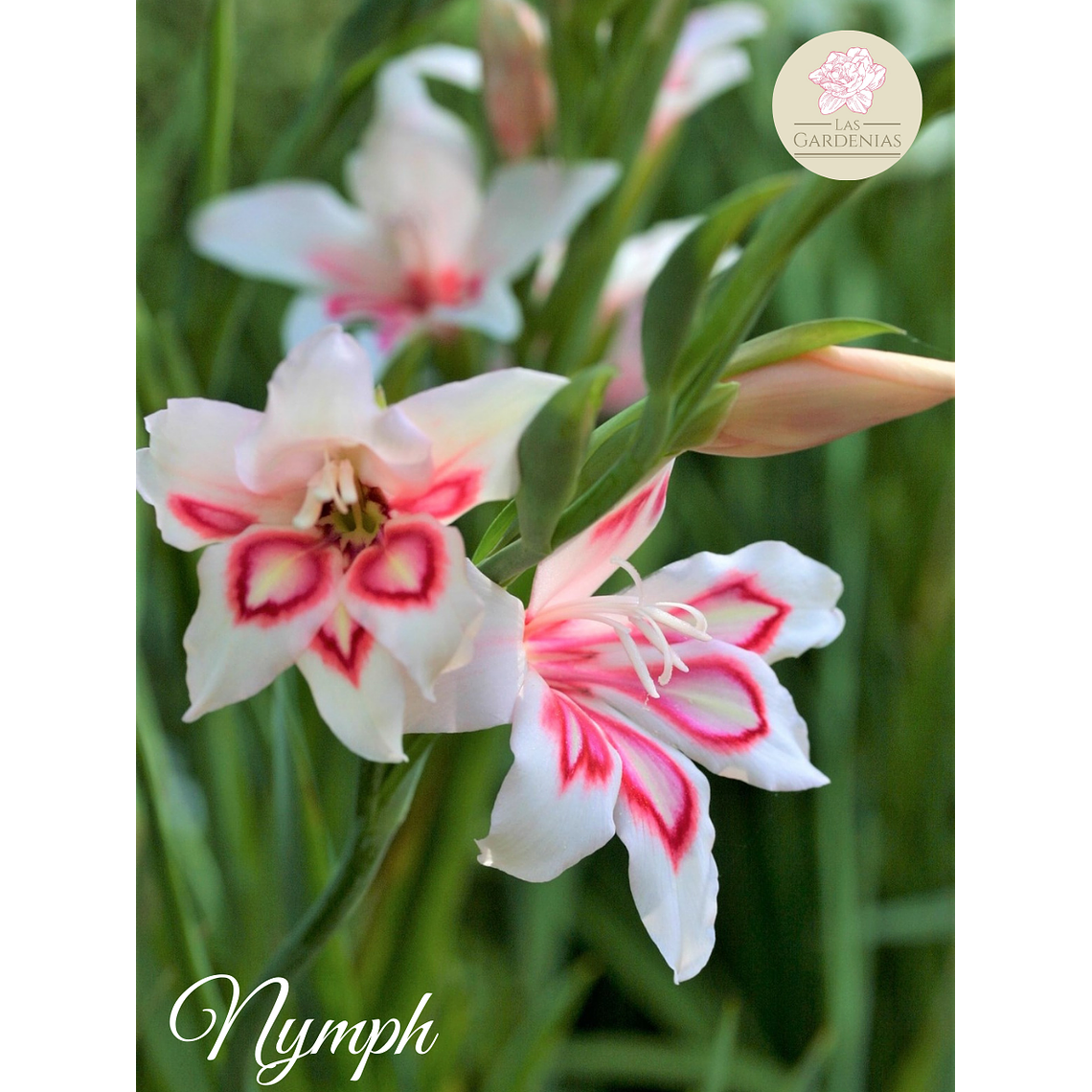 Cormo Gladiolillo Nymph 8/9 1