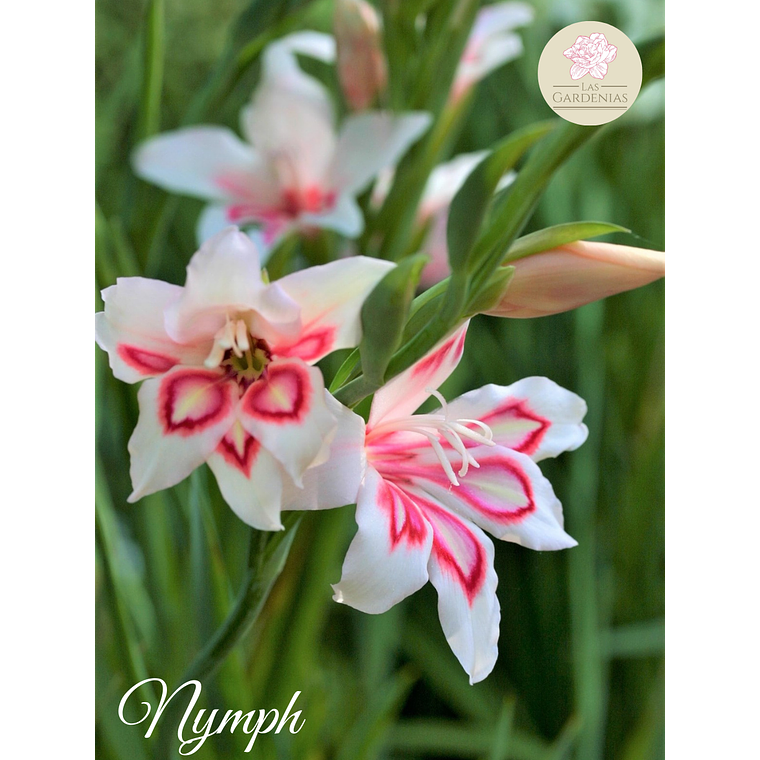 Cormo Gladiolillo Nymph 8/9 1