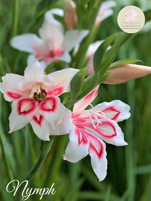 Cormo Gladiolillo Nymph 8/9