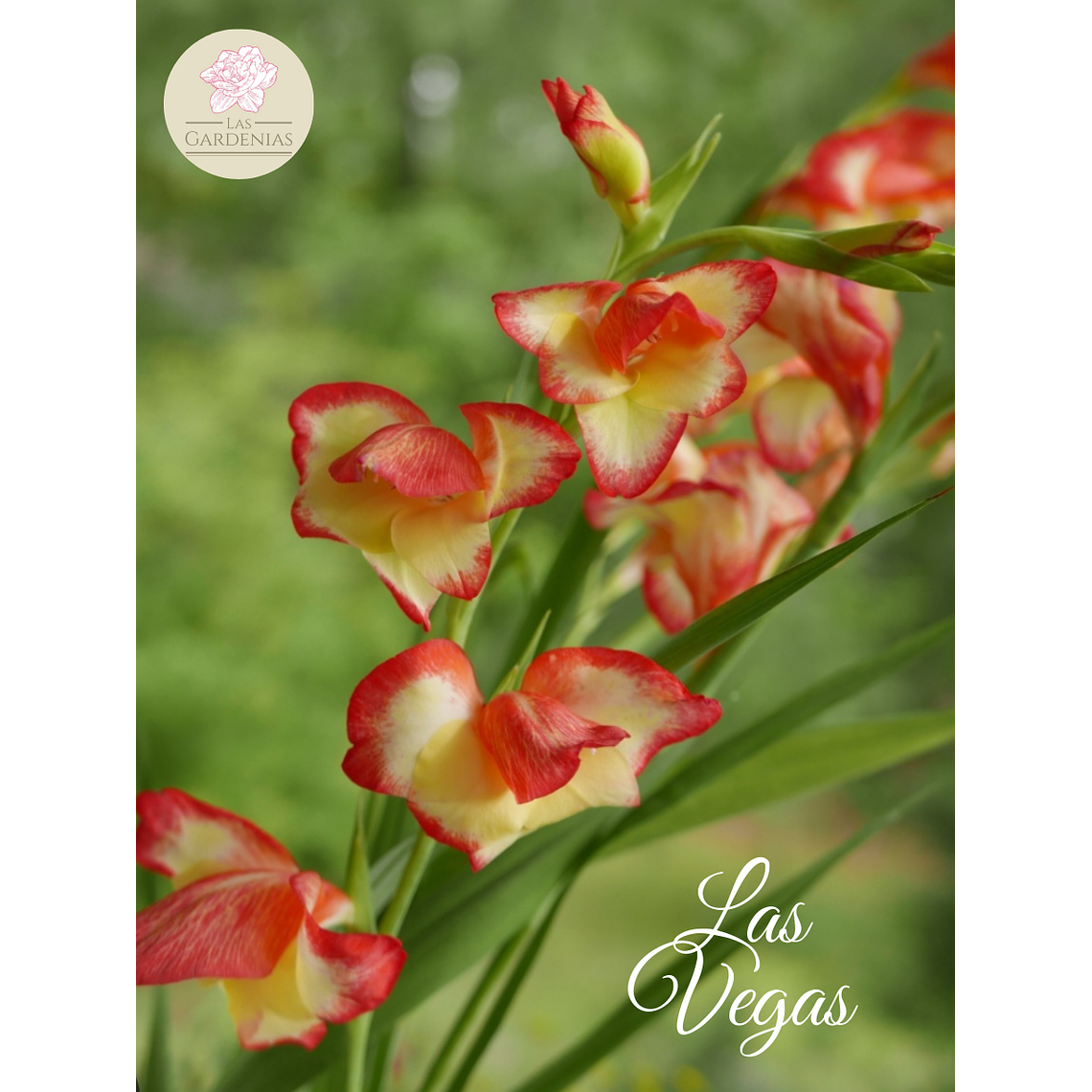 Cormo Gladiolillo Las Vegas 10+ 1