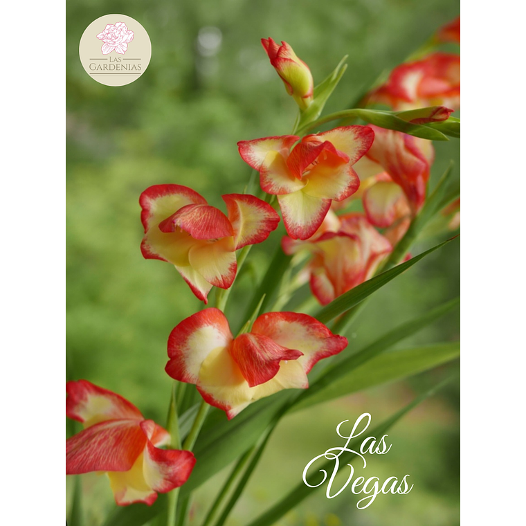Cormo Gladiolillo Las Vegas 10+ 1