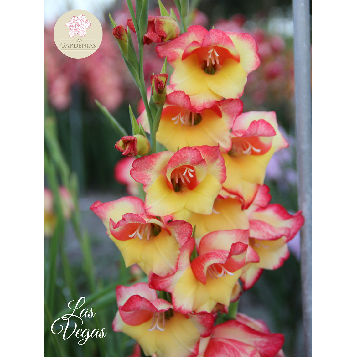 Cormo Gladiolillo Las Vegas 10+ 4