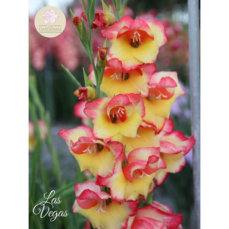 Cormo Gladiolillo Las Vegas 10+ 4