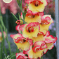 Cormo Gladiolillo Las Vegas 10+ - Miniatura 4