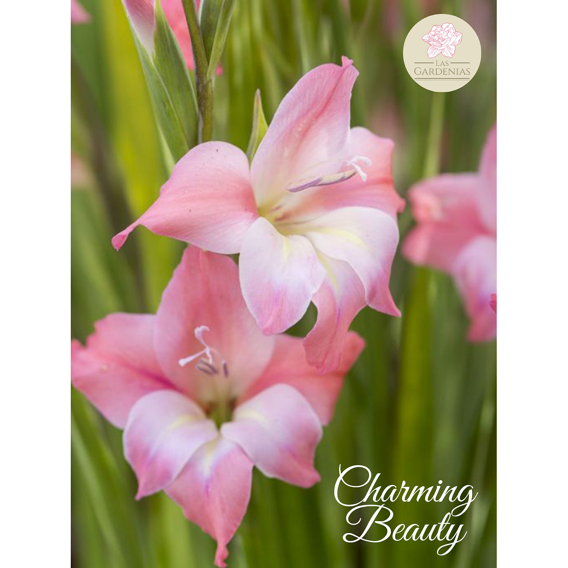 Cormo Gladiolillo Charming Beauty 8/9 1