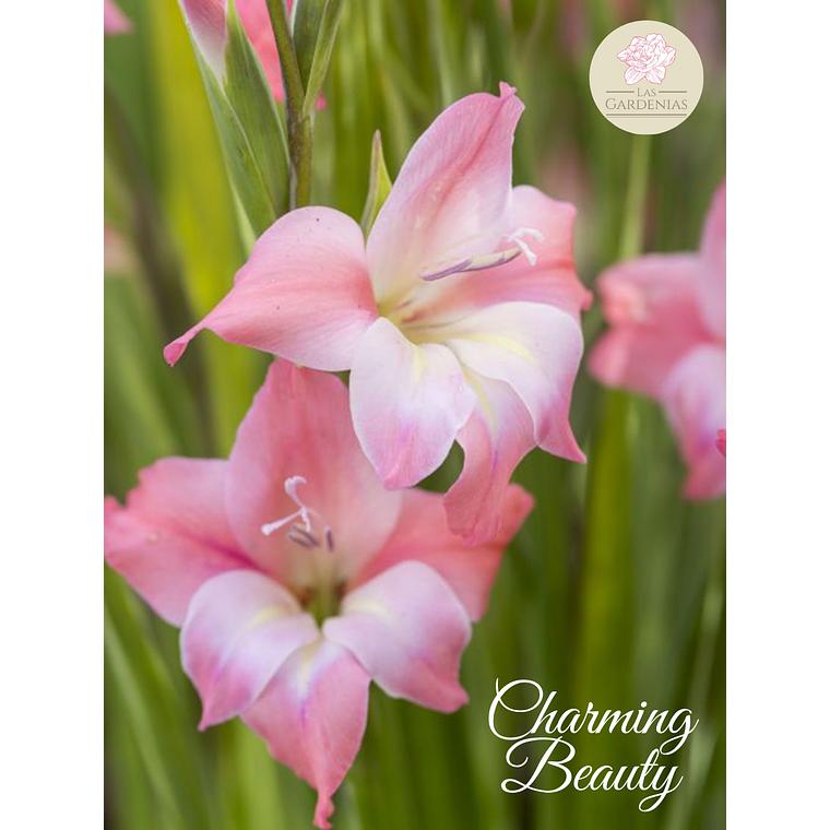 Cormo Gladiolillo Charming Beauty 8/9 1