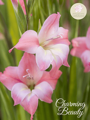 Cormo Gladiolillo Charming Beauty 8/9