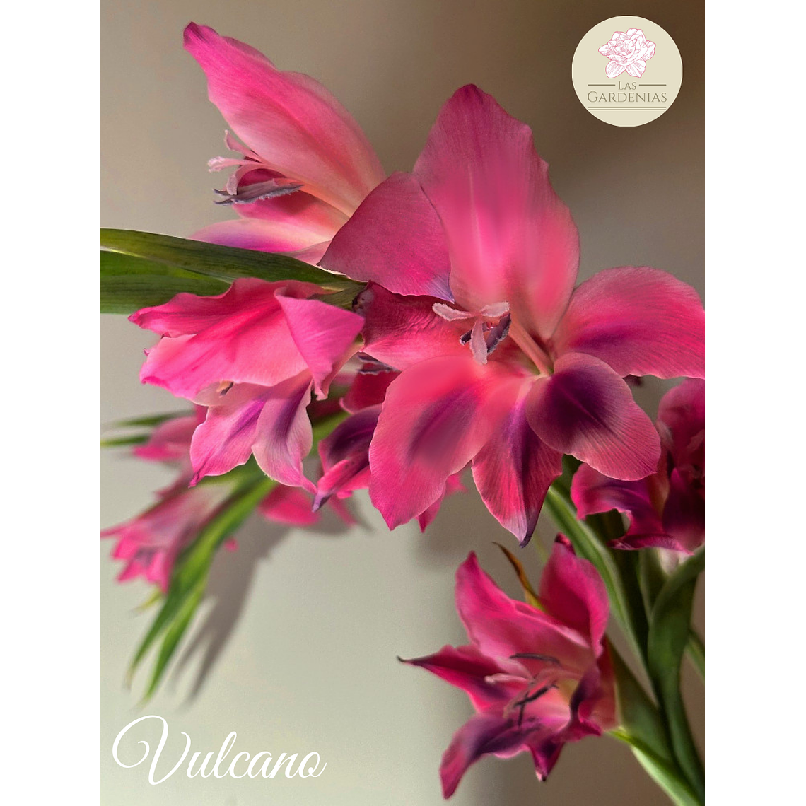 Cormo Gladiolillo Vulcano 8/9 1