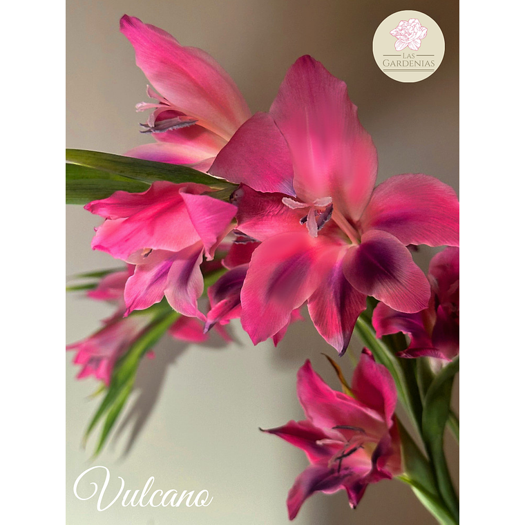 Cormo Gladiolillo Vulcano 8/9 1