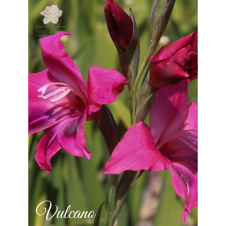Cormo Gladiolillo Vulcano 8/9 3