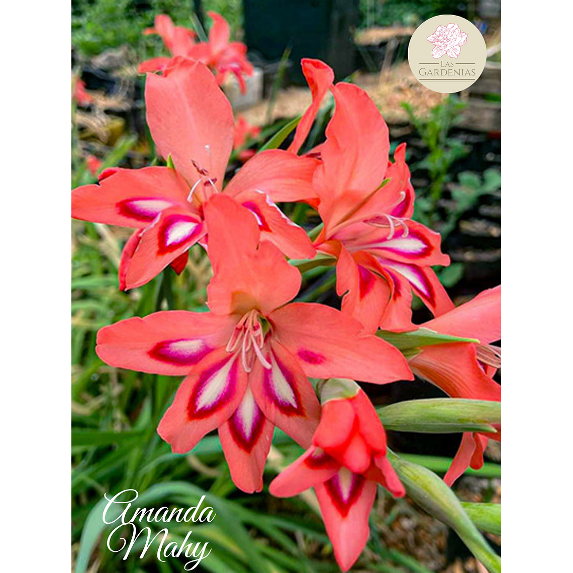 Cormo Gladiolillo Amanda Mahy 9+ 1