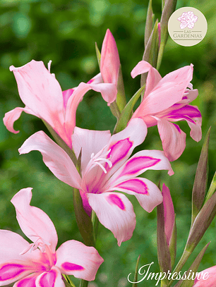 Cormo Gladiolillo Impressive 9+