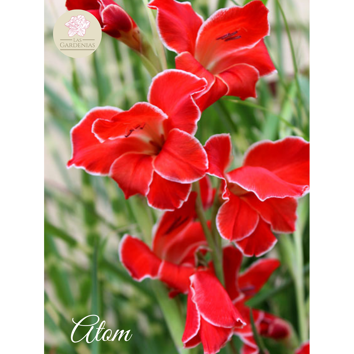 Cormo gladiolillo Atom 10+ 1