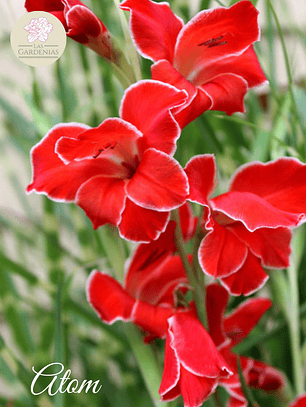 Cormo gladiolillo Atom 10+