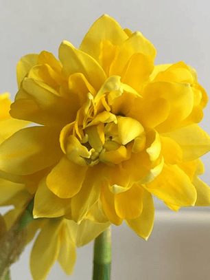 Bulbo Narciso Tete Deluxe 14/16