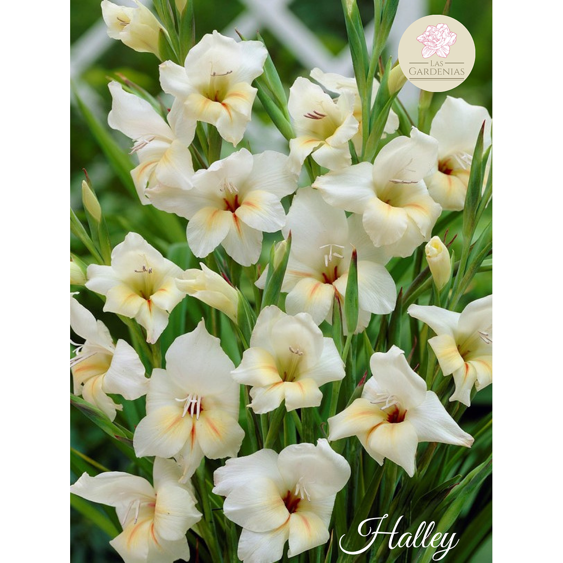 Cormo Gladiolo Nanus Halley 10+ 1