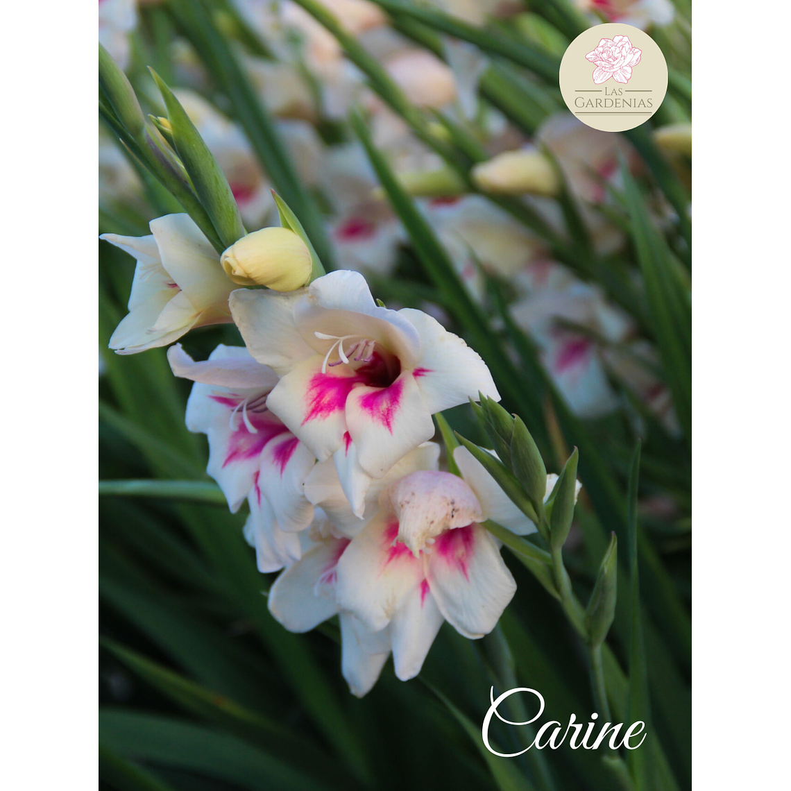 Cormo gladiolo nanus Carine 10+ 1