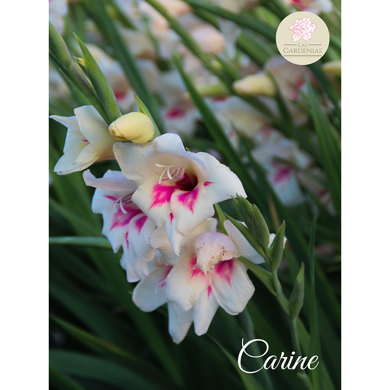 Cormo gladiolo nanus Carine 10+ 1