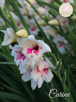 Cormo gladiolo nanus Carine 10+