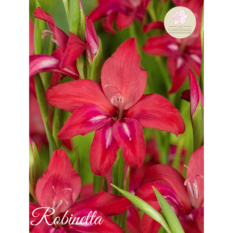 Cormo Gladiolillo Robinetta 10+ 1