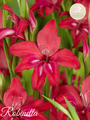 Cormo Gladiolillo Robinetta 10+