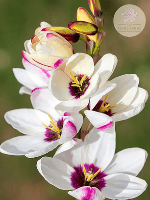 Cormo Ixia Giant 5/6