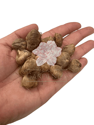 Cormo Ixia Giant 5/6