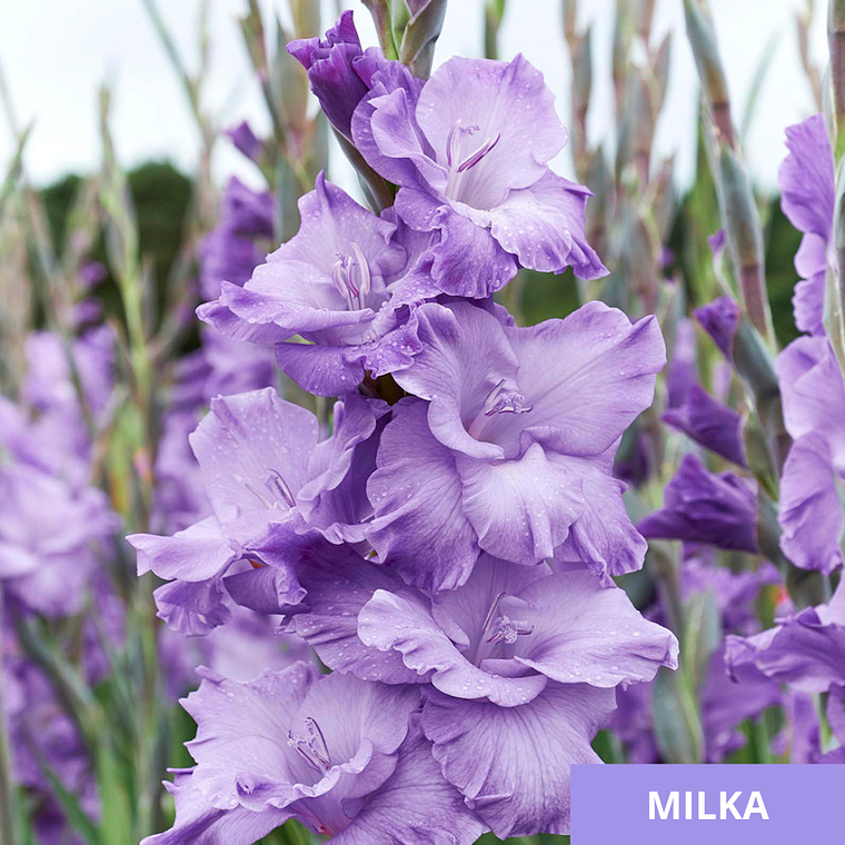 Cormos de Gladiolos 42