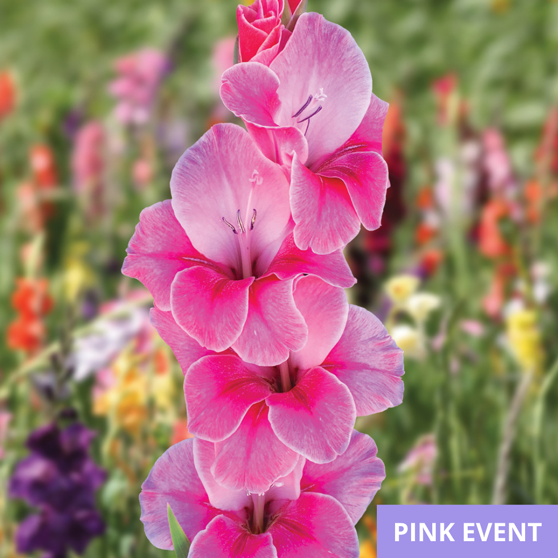 Cormos de Gladiolos 44