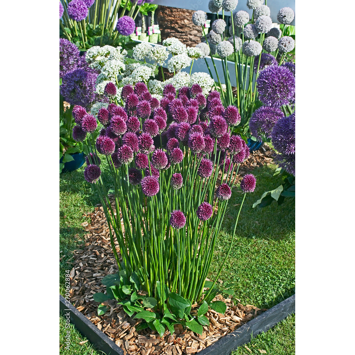 Bulbo Allium Sphaerocephalon 5+ 2