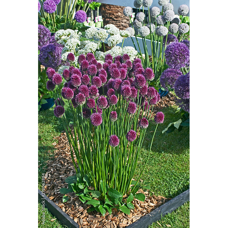 Bulbo Allium Sphaerocephalon 5+ 2