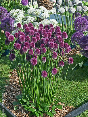 Bulbo Allium Sphaerocephalon 5+