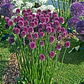 Bulbo Allium Sphaerocephalon 5+ - Miniatura 2